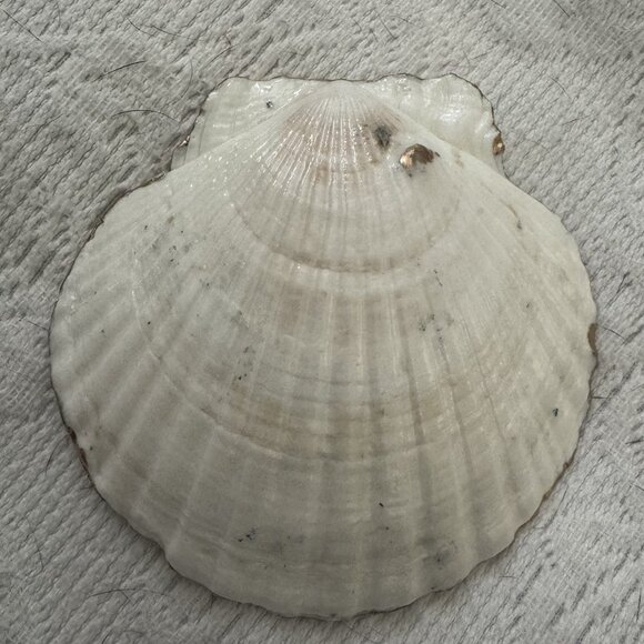 Handmade Decoupage Scallop Shell Trinket Art Deco Flower Pearl Heart - Picture 6 of 6